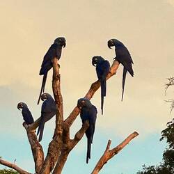 you can see here a tree worth a few hundred thousands of Euro