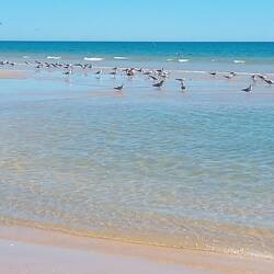 Möwen warten auf Futter