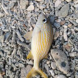 Französischer Grunzer. (Wie ein Egli, ca. 20 cm)