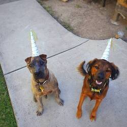 Unsere Partygäste. Richtige Party Animals.