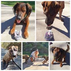 Der Hase riecht nach Möhre.