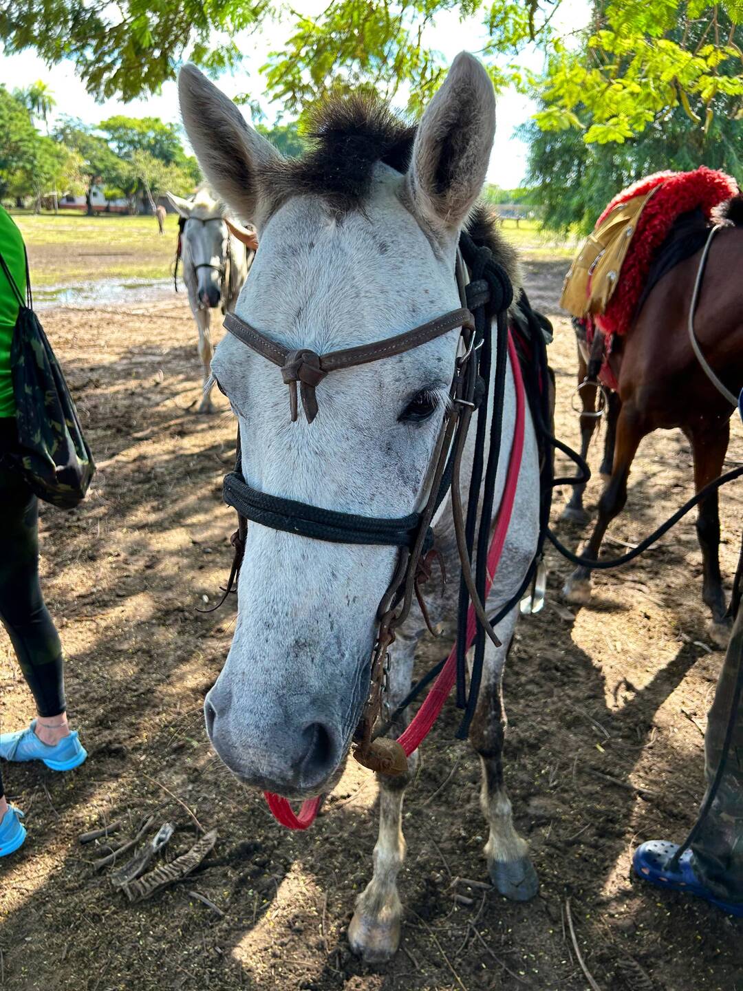 My horse