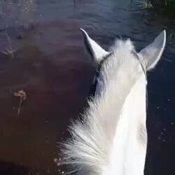 Wassergymnastik für Pferde