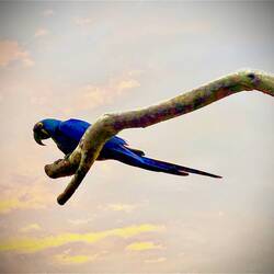 i put a light filter on the last 2 ara pictures to show the blue