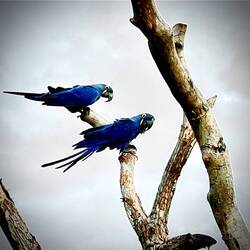 mit Lichtfilter, damit man die Farbe besser erkennt