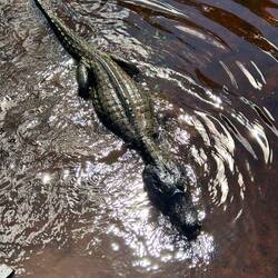 our house caiman