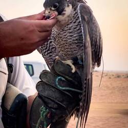 Ghost enjoying his treat ... Dubai Desert Conservation Reserve — UAE.