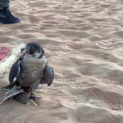 Ghost won't give up the lure without an inducement ... Dubai Desert Conservation Reserve — UAE.