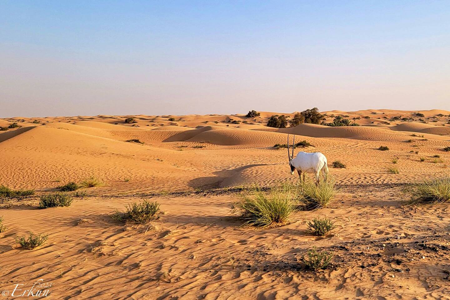 An oryx on our way to the sundowner site at the Dubai Desert Conservation Reserve — UAE.