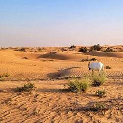 An oryx on our way to the sundowner site at the Dubai Desert Conservation Reserve — UAE.
