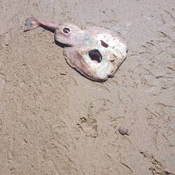 Die Fischer haben ihre Reste den Möwen übergeben