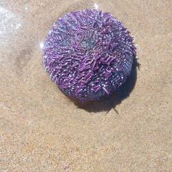 Am Strand liegen viele Seeigel