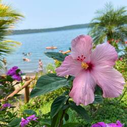 Mega schön die Blueme🌸