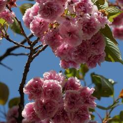 Es gibt doch noch wenige Kirschbäume, die blühen