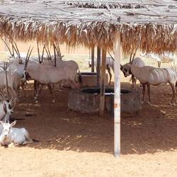 Weiße Oryx-Antilopen