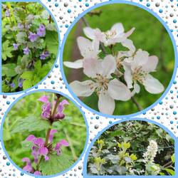 Gundermann, Taubnessel, Apfel und Efeu