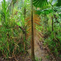 Einer der Urbäume, ca. 400 Jahre alt