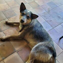 Luna der Hund der Familie