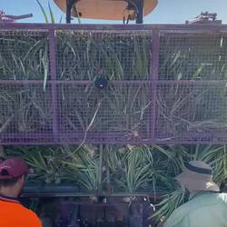 ככה שותלים את האננסים ואחרי שנה ושמונה חודשים יוצא הפרי