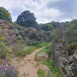 Soviel blühende Sträucher