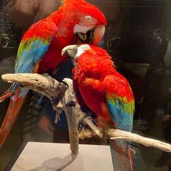 Jan'23, Berlin Natural History Museum