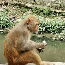 Viele Affen geistern hier rum