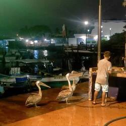 Pelikane Robben und Leguane warten auf die Fischer um Fisch abzubekommen