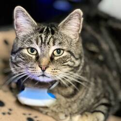 Yoshi ist auch dabei!