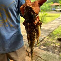 someone went fishing - catfish