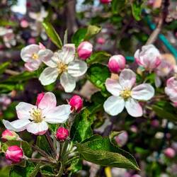 Apfelblüte