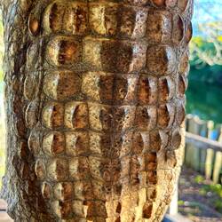 the remains of a caiman skin who died in the park