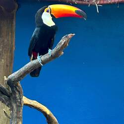 Tucano, injured, will be released afterwards, like the rest of the animals