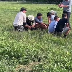 Marquage au fer a feu