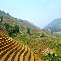 Die Region Sapa mit ihren Reisfeldern 🤩