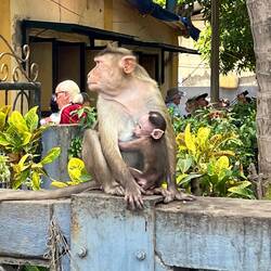Lots of monkeys
