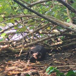 Schlafender Tapir