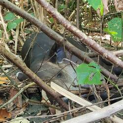 Noch ein schlafender Tapir