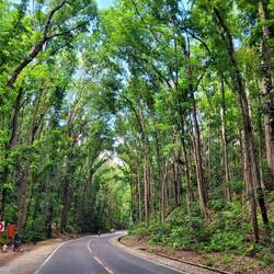 Ufm Weg fahremer dure "Man Made Forest"