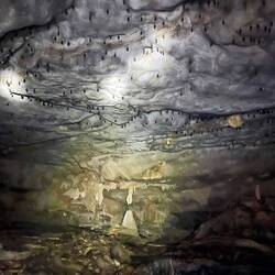 An der Decke waren 1000 Fledermäuse