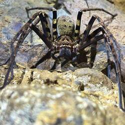 Auch Spinnen waren zahlreich vorhanden