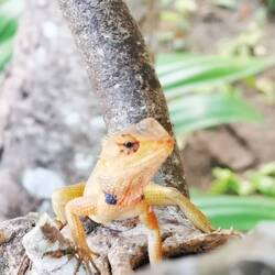 Thailands Tierwelt bietet viel