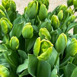 Green Tulips!