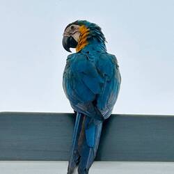 Blue-Yellow Macaw