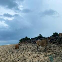 Einzige Besucher an unserem Privatstrand 😅