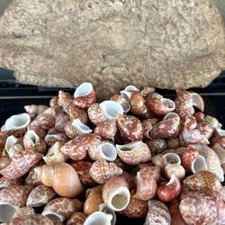 Pink shell addiction