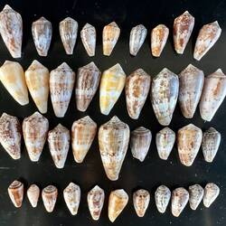 Cone shells