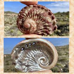 A perfect little abalone