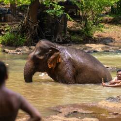 Elephant prenant son bain
