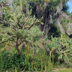 Im botanischen Garten