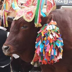 Einer der Hauptdarsteller bei der Sagra du San Efisio